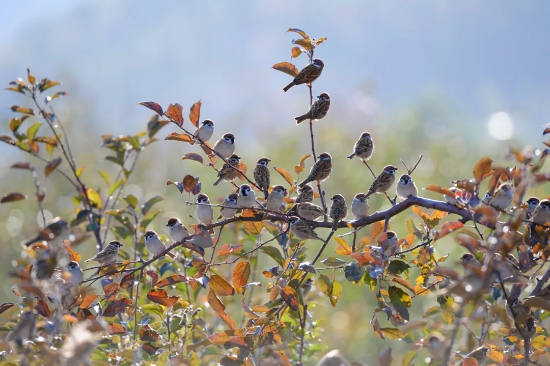 昆嵛山常见的8大鸟类，你见过吗？